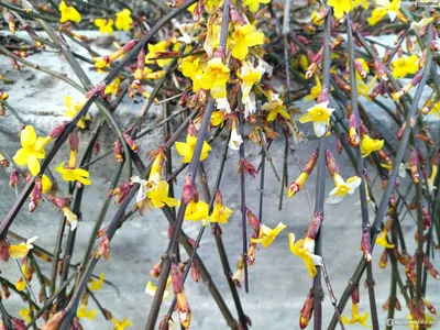 Жасмин голоцветковый, Jasminum nudiflorum (Ø 9 см) - Садовый центр Земля Х