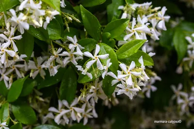 Жасмин самбак, Арабский жасмин (Jasminum sambac) - абсолю (1 г)