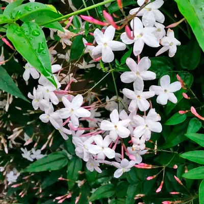 Жасмин (Jasminum Polyanthum)