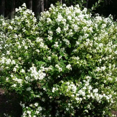 Жасмин голоцветковый (jasminum nudiflorum) — путеводитель по отдыху в Крыму