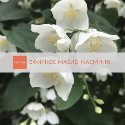 Жасмин цветы – купить в Киеве, Украине | Делюкс