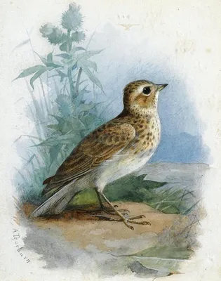 Полевой жаворонок Alauda arvensis Eurasian Sky Lark