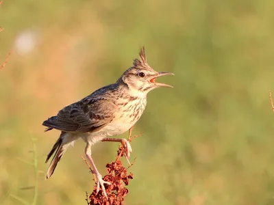 Хохлатый жаворонок Galerida cristata Crested lark