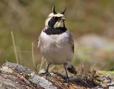 Рогатый жаворонок (peregrina) - eBird