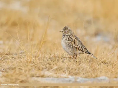 Полевой жаворонок Alauda arvensis Eurasian Sky Lark