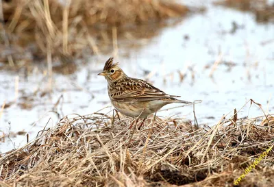 Полевой жаворонок [Японский] - eBird