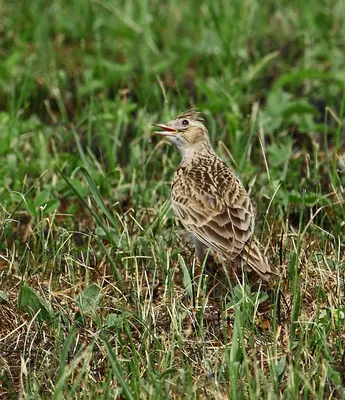 Рогатый жаворонок (Eremophila alpestris)