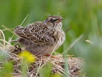 Рогатый жаворонок (peregrina) - eBird