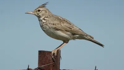 Хохлатый жаворонок Galerida cristata Crested lark