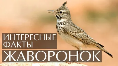 Жаворонок в лесу | Жаворонок, В лес, Лес