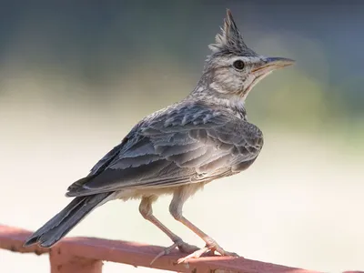 Бурощёкий жаворонок - eBird