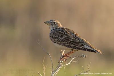 Полевой жаворонок [группа arvensis] - eBird