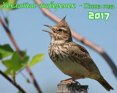 Пепельный Коронованный Воробей Жаворонок Сидит На Земле — стоковые  фотографии и другие картинки Бежевый - iStock