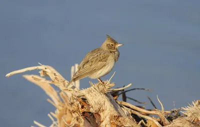 Фотографія Посмітюха | Хохлатый жаворонок | Crested Lark | Galerida  cristata | / Владислав Молодід / photographers.ua