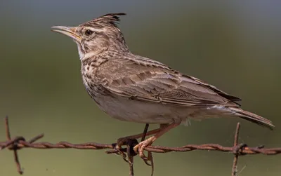 Полевой жаворонок Alauda arvensis Eurasian Sky Lark