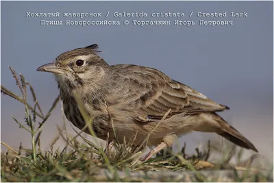 Белокрылый жаворонок - Melanocorypha leucoptera - Птицы (Aves) - Разделы -  Красная книга Оренбургской области