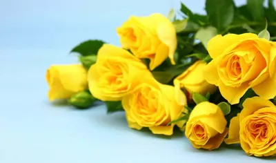 Желтые хризантемы 11 шт. купить за 2200 руб. в Пензе с доставкой