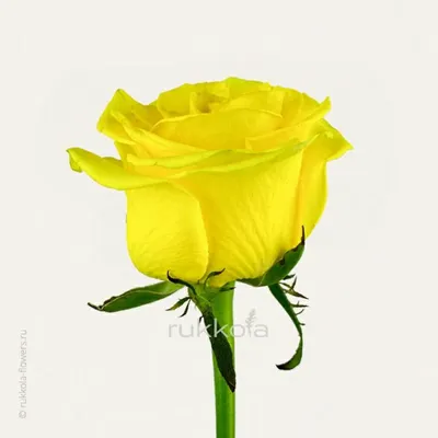 Желтые пионовидные розы в черной коробке | доставка по Москве и области