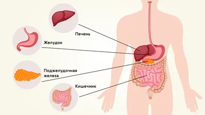 3d анатомия желудка человека детальная иллюстрация изображения  человеческого желудка Иллюстрация штока - иллюстрации насчитывающей  лечение, заболевание: 224228400