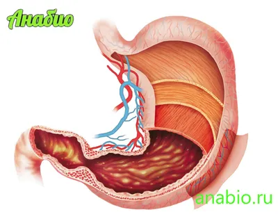 Анатомия и физиология желудка | Анабио | Дзен