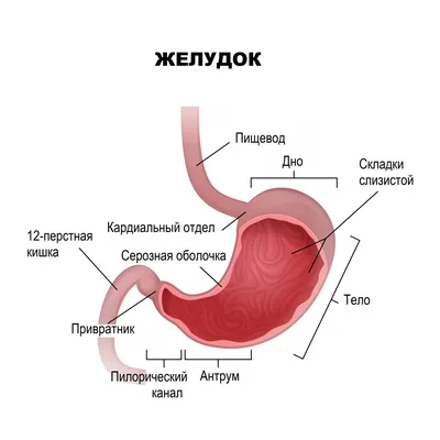 Язва желудка: симптомы, причины, диагностика и лечение | Блог ЛДЦ Здоровье