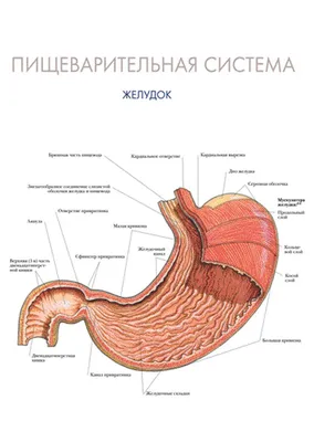 Человеческий Желудок Перистальтика — стоковая векторная графика и другие  изображения на тему Перистальтика - Перистальтика, Анатомия, Биология -  iStock