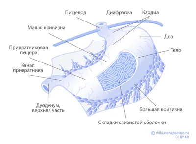 Капельница для желудка - Clean Clinic