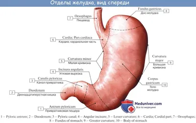 Онко Вики — Как устроен и как работает желудок?