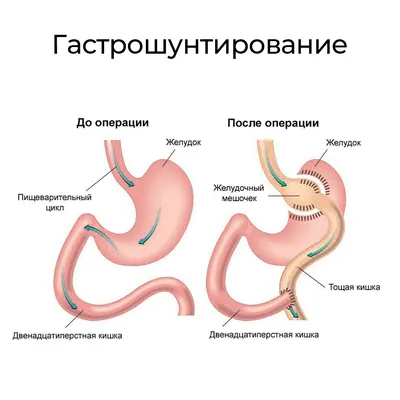 Человеческий Желудок Изолирован На Белом Фоне Анатомия — стоковые  фотографии и другие картинки Живот - iStock