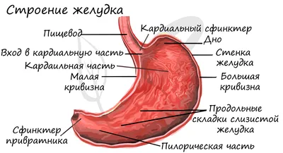 Анатомия и физиология желудка | Анабио | Дзен