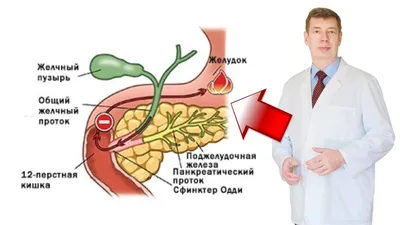 БОЛИТ ЖЕЛУДОК - Как распознать заболевание по характеру болиKupffer