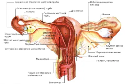 Гинекологические заболевания, симптомы и основные принципы лечения