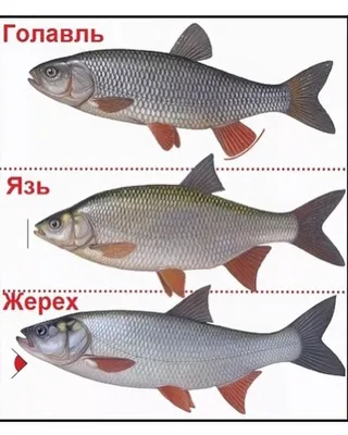 Продаю свежую рыбу из Казахстана в: Договорная ➤ Мясо, рыба, птица | Бишкек  | 73648166 ᐈ lalafo.kg