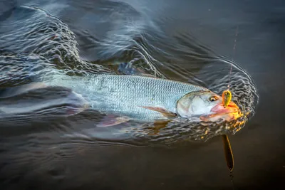 Фото \"Крупный жерех на спиннинг\" в Альбоме \"2014\" автора gone_fishing |  Рыбалка и охота в Казахстане