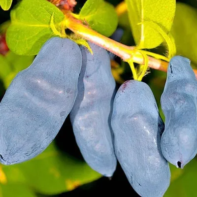 Купите Жимолость японская Purpurea (Пурпуреа) 🌹 из питомника Долина роз с  доставкой!