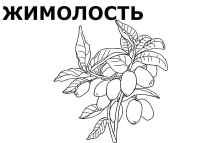 Жимолость съедобная, фото и описание. Посадка и уход. Лучшие крупноплодные  сорта