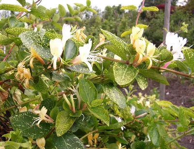 Жимолость японская Ауреоретикулата Lonicera japonica Aureoreticulata -  купить декоративные и хвойные растения с доставкой по Украине в магазине  Добродар