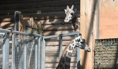 Хвост и ноги красочного жираф Стоковое Фото - изображение насчитывающей  жираф, картина: 198653146