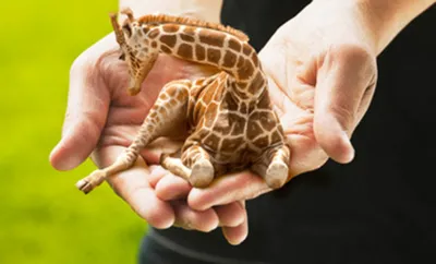 Жираф (лат. Giraffa camelopardalis), фотографии жирафов