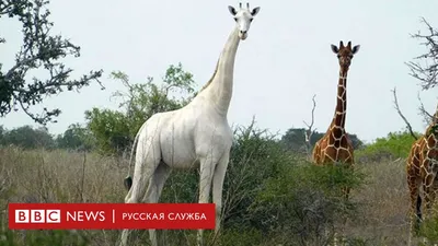 Единственный в мире белый жираф получил электронную метку - BBC News  Русская служба