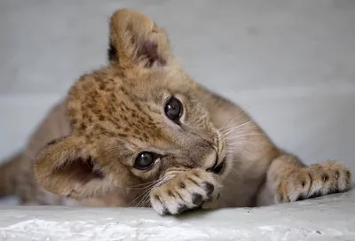 Фото животных, снимки из дикой природы: названы финалисты конкурса Comedy  Wildlife Photography Awards — Сноб