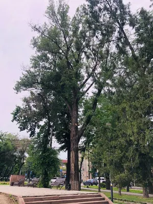 Как избавиться от жука короеда - советы - Лайфхаки для сада и огорода |  Сегодня