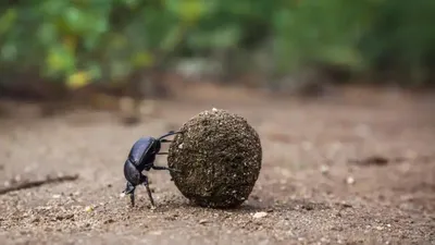 ЖУК-НАВОЗНИК ᐈ Фото и описание ✓