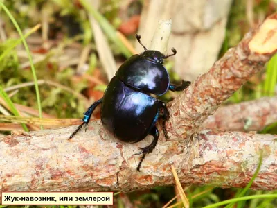 Влияние фенотипической пластичности на эволюционные процессы у жуков- навозников