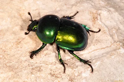 Грязнуля... / Навозник лесной (Anoplotrupes stercorosus Scr)