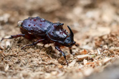 Жук носорог Chalcosoma caucasus или Chalcosoma chiron | Жуки, Носорог,  Насекомые