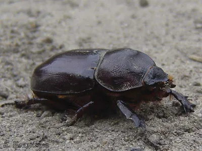 Жук-носорог (Oryctes nasicornis)