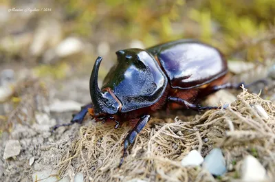 Европейский жук-носорог oryctes nasicornis — крупный летающий жук. |  Премиум Фото