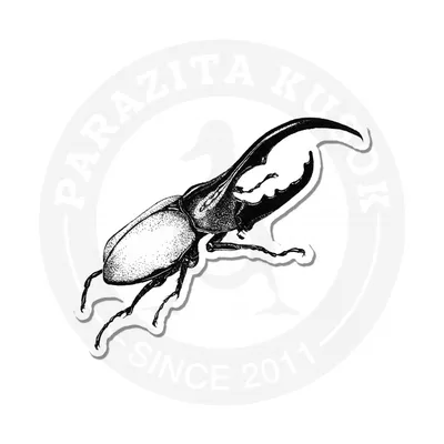 Жук-носорог Eupatorus gracilicornis (с крыльями) d - 210 мм - Ферма  насекомых BugDesign. Работаем с 2004 года! :)