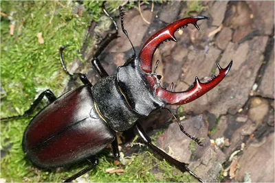 Жук-олень Lucanus cervus (L., 1758) (Lucanidae) - фото Б.М. Лободы